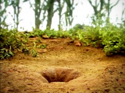 خیلی خیلی کوچک (1) (حلزون بی صدف)